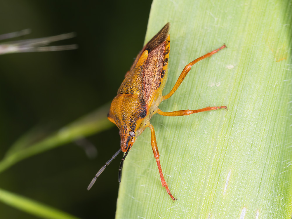 Carpocoris mediterraneus?